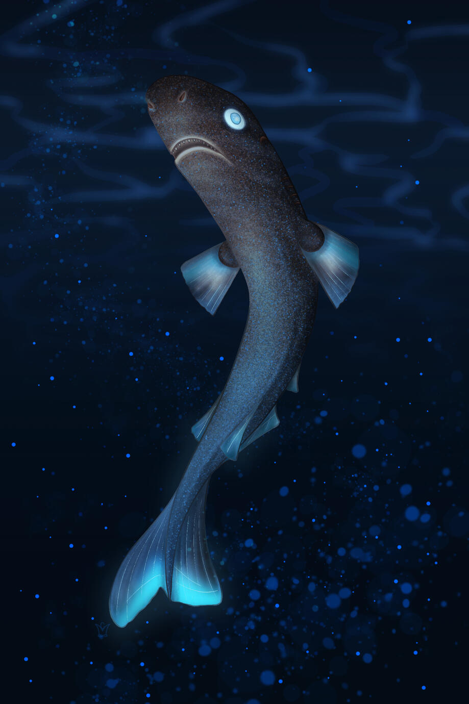 Pygmy Shark for Swim-On 8